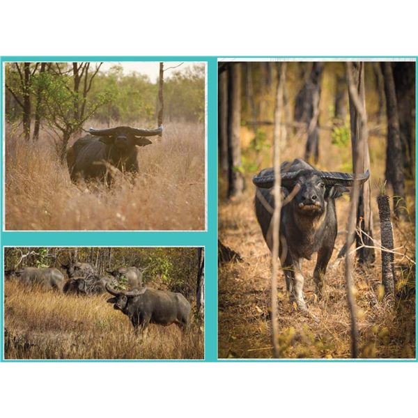 AUSTRALIA BUFFALO HUNT FOR 2 HUNTERS, INLCUDING BUFFALO CAW AND WILDBOAR