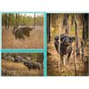 Image 1 : AUSTRALIA BUFFALO HUNT FOR 2 HUNTERS, INLCUDING BUFFALO CAW AND WILDBOAR