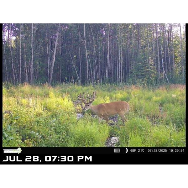 Alberta Rut Deer Hunt for 1 Hunter for 2026