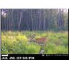 Image 1 : Alberta Rut Deer Hunt for 1 Hunter for 2026