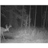 Image 2 : Alberta Rut Deer Hunt for 1 Hunter for 2026