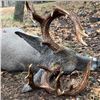 Image 5 : Old Mexico Coues Deer Hunt for 1