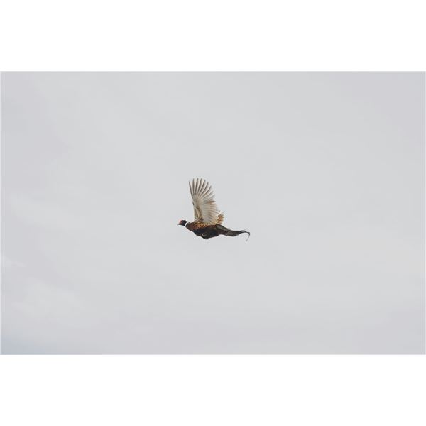 South Dakota Pheasant Hunt for 4 Hunters