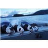Image 1 : Alaska Sea Duck Hunt for Two