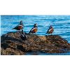 Image 2 : Alaska Sea Duck Hunt for Two