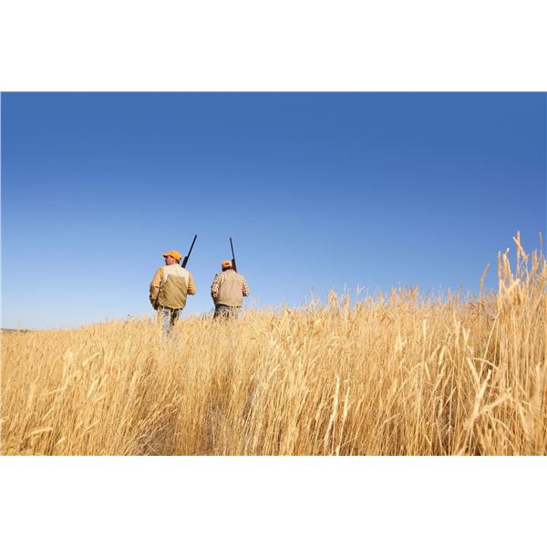 Texas Quail Hunt for 2 Hunters