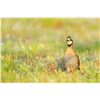 Image 4 : Texas Quail Hunt for 2 Hunters