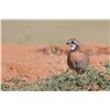 Image 5 : Texas Quail Hunt for 2 Hunters