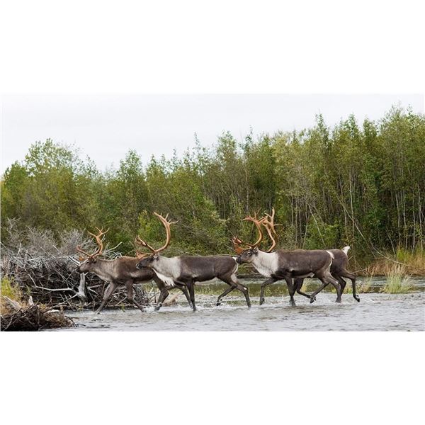 Caribou Float hunt in Alaska for August of 2028