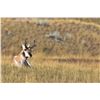 Image 7 : Eastern Montana Antelope hunt with an abundance of Private Land