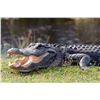 Image 2 : Florida Alligator Hunt.