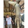 Image 5 : Florida Alligator Hunt.