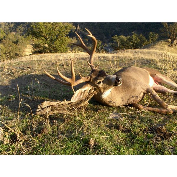 Black Tail Deer in Northern California.