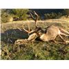 Image 1 : Black Tail Deer in Northern California.