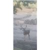 Image 2 : Black Tail Deer in Northern California.