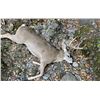 Image 3 : Black Tail Deer in Northern California.