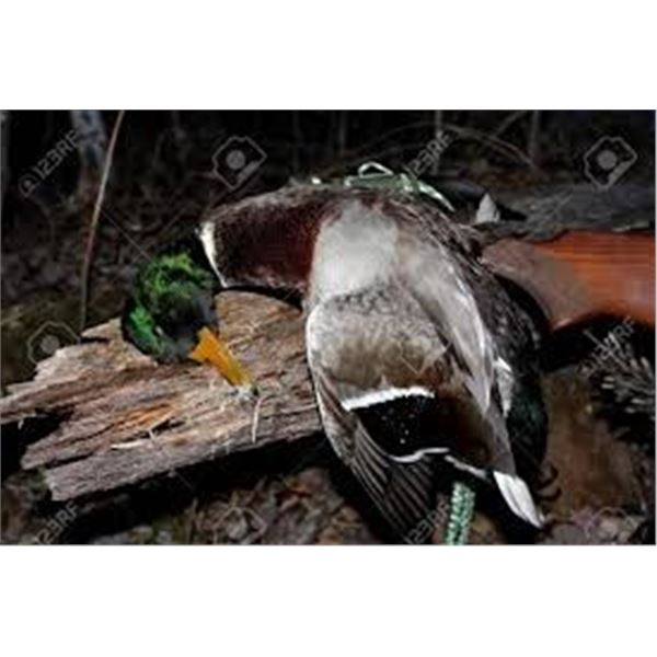 Waterfowl Hunt in Central Iowa.