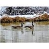 Image 2 : Waterfowl Hunt in Central Iowa.