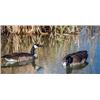 Image 3 : Waterfowl Hunt in Central Iowa.