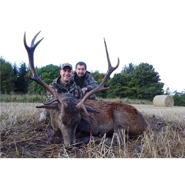 Red Stag Hunt in Scotland.