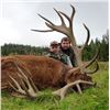Image 3 : Red Stag Hunt in Scotland.