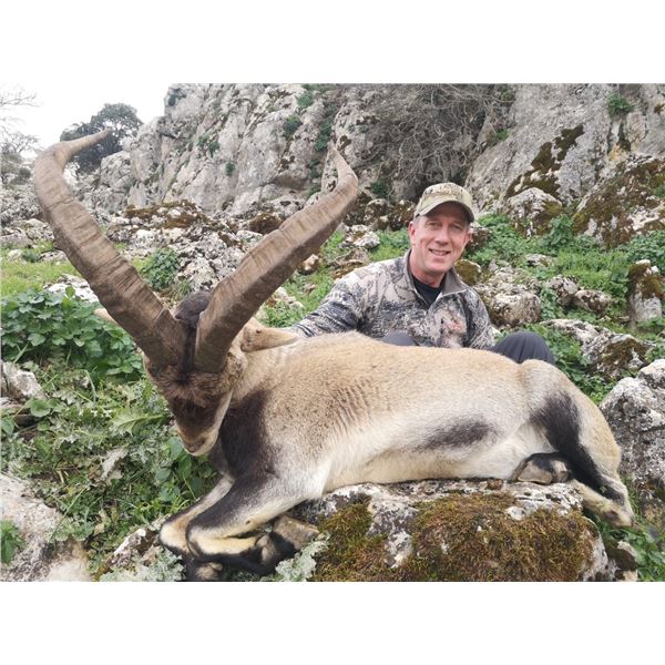 Hunt Southeastern Ibex in Spain with Corju Hunting.