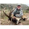 Image 4 : Hunt Southeastern Ibex in Spain with Corju Hunting.