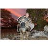 Image 2 : Gould’s Turkey Hunt.
