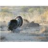 Image 3 : Gould’s Turkey Hunt.