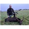 Image 2 : Ireland Sika Stag for 1 Hunter.
