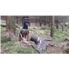 Image 3 : Ireland Sika Stag for 1 Hunter.