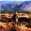 Image 5 : Ireland Sika Stag for 1 Hunter.