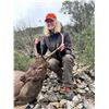 Image 6 : Ireland Sika Stag for 1 Hunter.