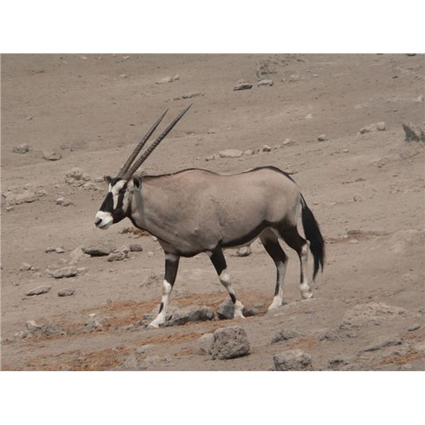 Namibia 10-day hunt with Afrihunt Safaris.
