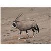 Image 1 : Namibia 10-day hunt with Afrihunt Safaris.