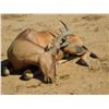Image 2 : Namibia 10-day hunt with Afrihunt Safaris.