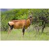 Image 3 : Namibia 10-day hunt with Afrihunt Safaris.