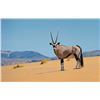 Image 4 : Namibia 10-day hunt with Afrihunt Safaris.