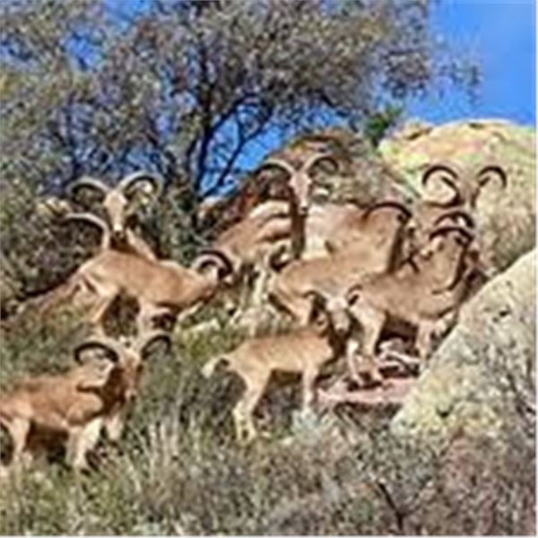 Hunt Aoudad in Oklahoma.
