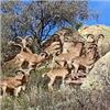 Image 1 : Hunt Aoudad in Oklahoma.