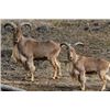 Image 3 : Hunt Aoudad in Oklahoma.