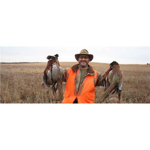 Hunt Pheasants in South Dakota.
