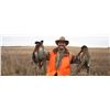 Image 1 : Hunt Pheasants in South Dakota.