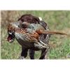 Image 4 : Hunt Pheasants in South Dakota.