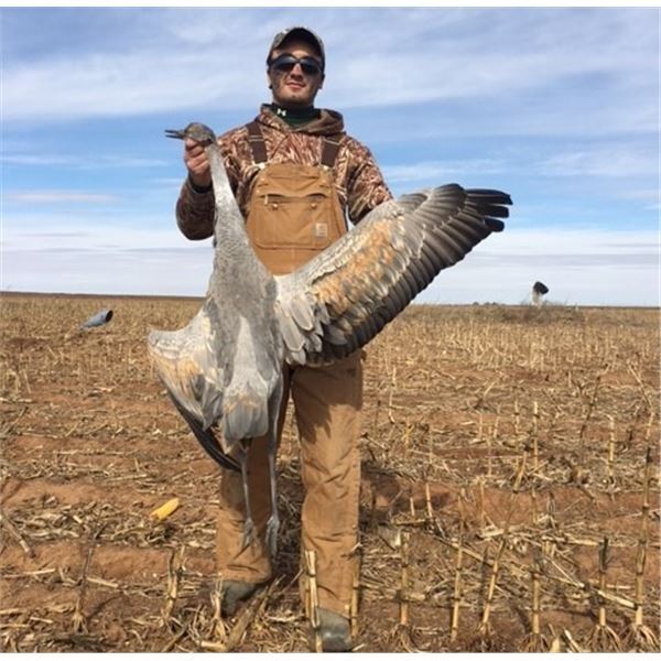 Sandhill Crane Hunt in Texas for Two Hunters.