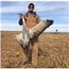 Image 1 : Sandhill Crane Hunt in Texas for Two Hunters.