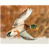 Image 3 : River Hunt for Waterfowl in Iowa for Three Hunters.