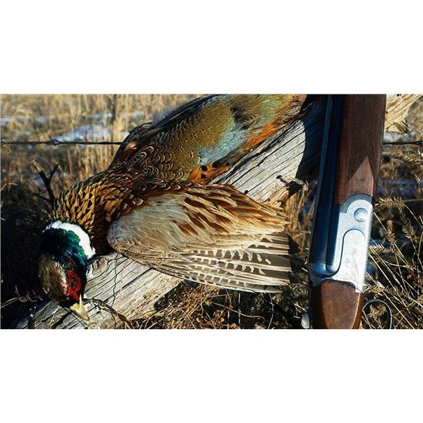 Hunt Wild Pheasants in Iowa.