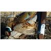 Image 1 : Hunt Wild Pheasants in Iowa.