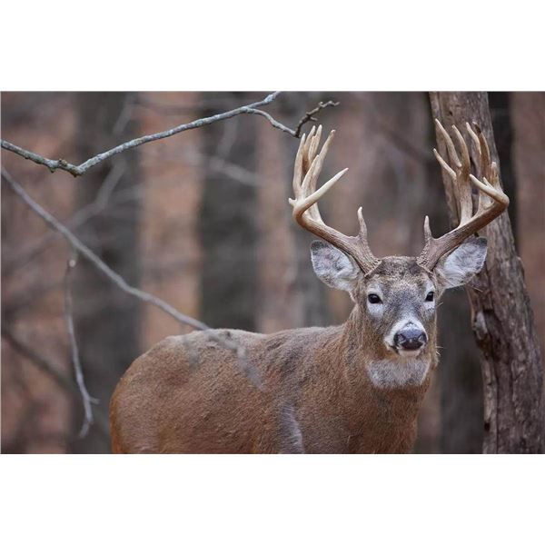 Iowa Governor's Special Nonresident Deer License.